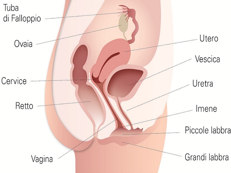 apparato genitale femminile anatomia